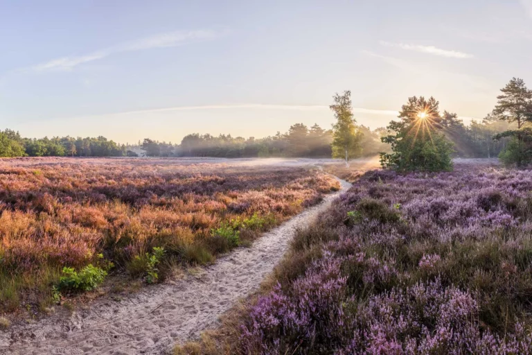 MBT Expertise behandelcentrum, foto van de heide met een pad en zonnestralen die door een boom heen schijnen.